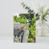 Cheeky Sparrow Postkarte (Stehend Vorderseite)