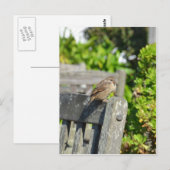 Cheeky Sparrow Postkarte (Vorne/Hinten)