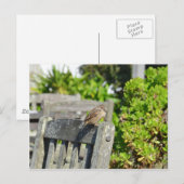 Cheeky Sparrow Postkarte (Vorne/Hinten)