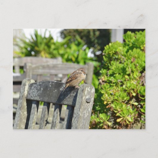 Cheeky Sparrow Postkarte (Vorderseite)