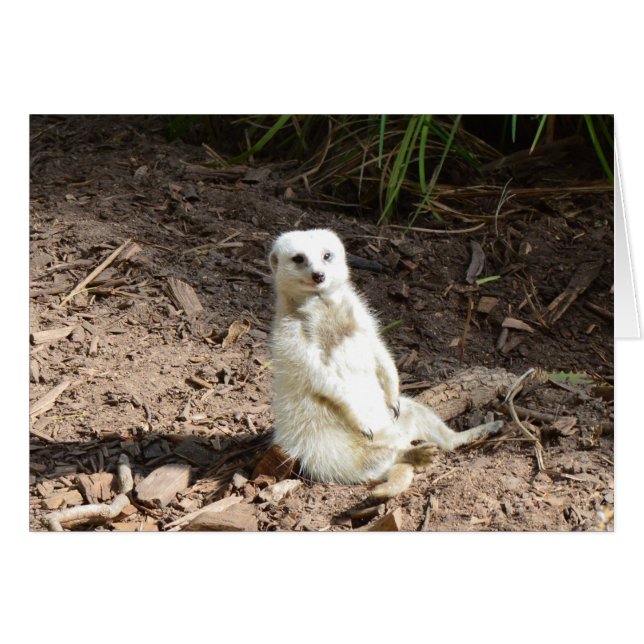 Cheeky White Meerkat, (Vorderseite (Horizontal))
