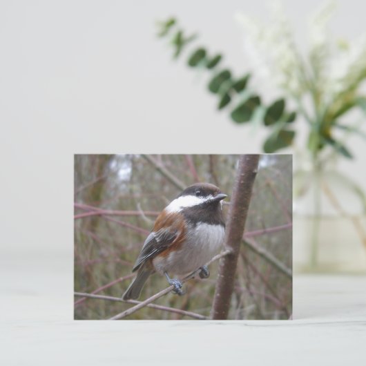 Cheep, die Chickadee Postkarte (Stehend Vorderseite)
