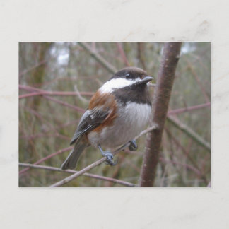 Cheep, die Chickadee Postkarte