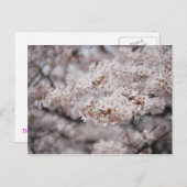 Cheery Blossom Postkarte (Vorne/Hinten)