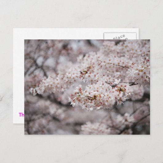 Cheery Blossom Postkarte (Vorne/Hinten)