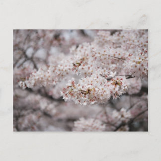 Cheery Blossom Postkarte