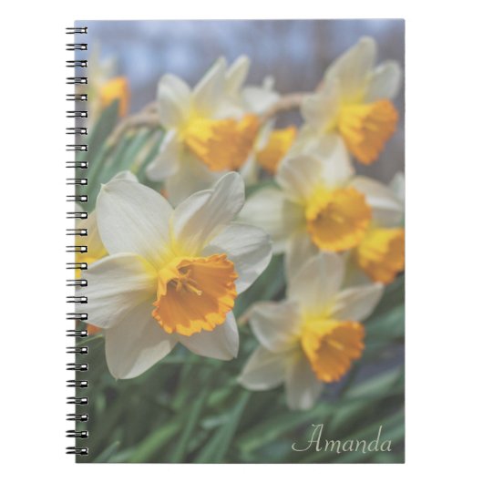 Cheery Daffodils (verblasst) Notizblock (Vorderseite)