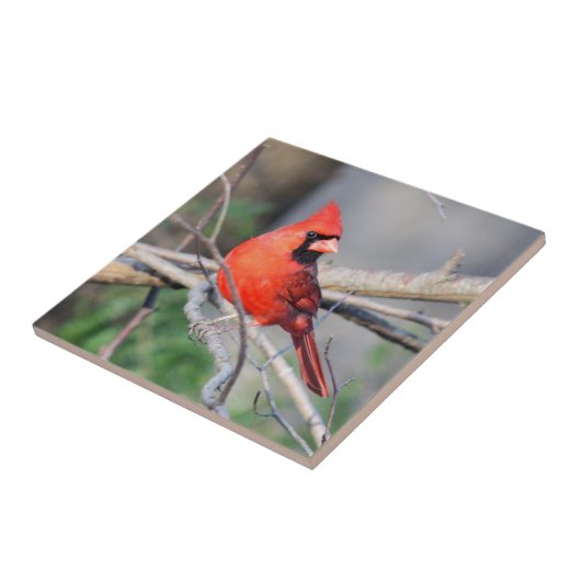 Cheery Kardinal Decorative Tile Fliese (Seite)