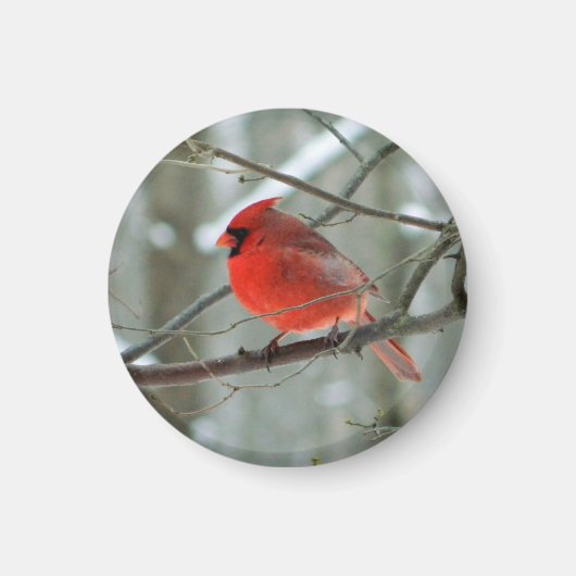 Cheery Red Kardinal Magnet (Vorne)