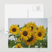 Cheery Sunflower Group Postkarte (Vorne/Hinten)