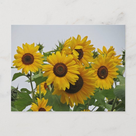 Cheery Sunflower Group Postkarte (Vorderseite)