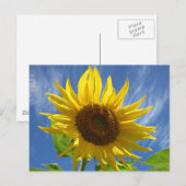 Cheery Sunflower Postcard Postkarte (Vorne/Hinten)