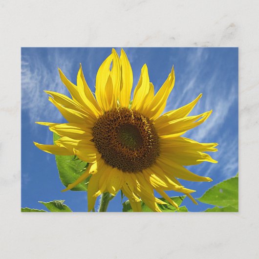 Cheery Sunflower Postcard Postkarte (Vorderseite)