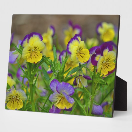 Cheery Viola Plaque Fotoplatte (Seite)