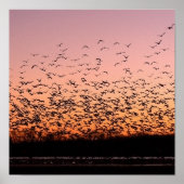 CheerySunset Poster (Vorne)