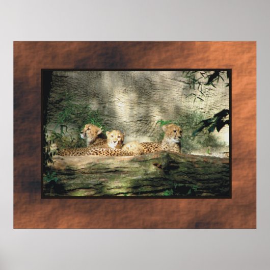 Cheeta Poster (Vorne)