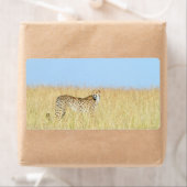 Cheetah (Insitu)