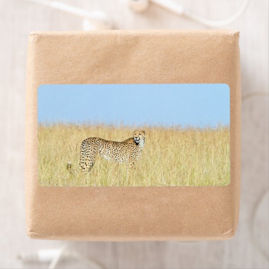 Cheetah (Insitu)