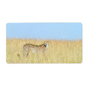 Cheetah (Vorne)