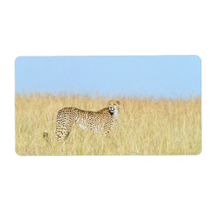 Cheetah