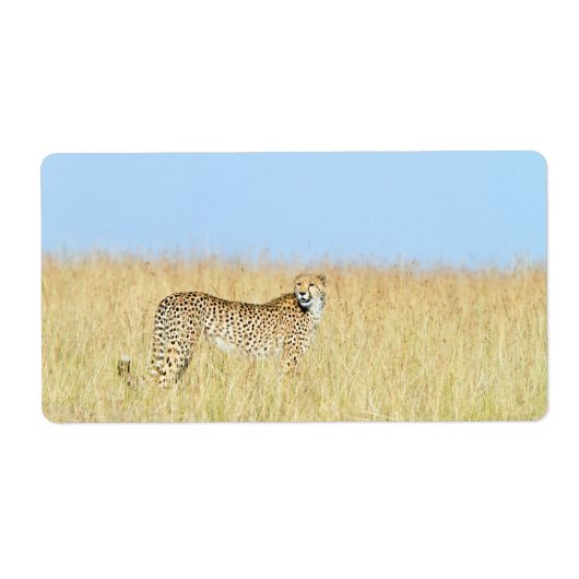Cheetah (Vorne)