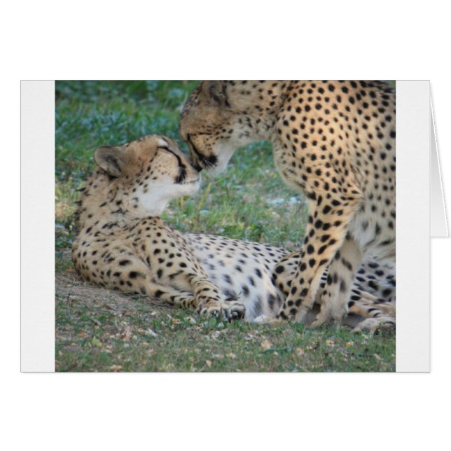 Cheetah (Vorderseite (Horizontal))