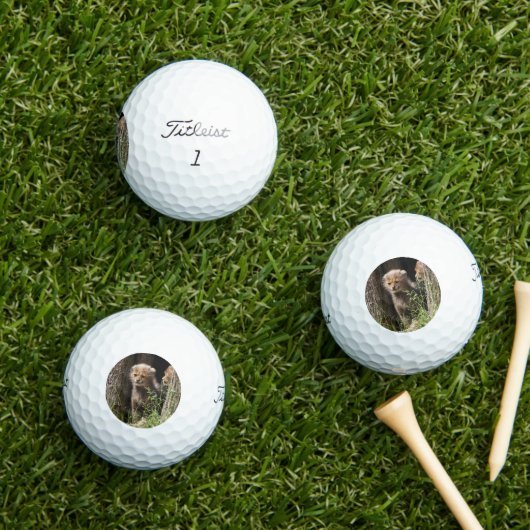 Cheetah 005 golfball (Insitu Gras)