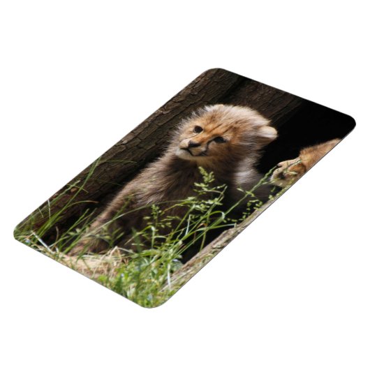 Cheetah 005 magnet (Linke Seite)