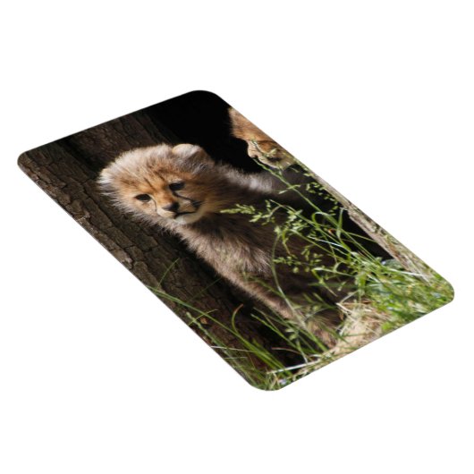 Cheetah 005 magnet (Rechte Seite)