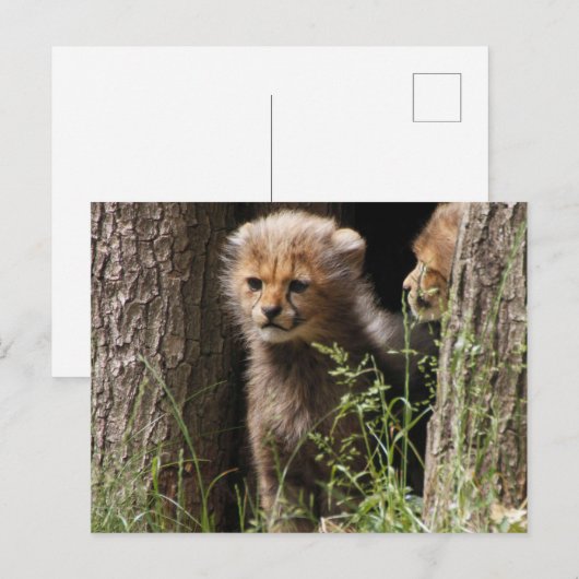 Cheetah 005 postkarte (Vorne/Hinten)