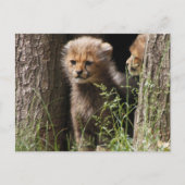 Cheetah 005 postkarte (Vorderseite)