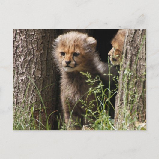 Cheetah 005 postkarte (Vorderseite)