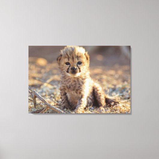 Cheetah 19 Tage alter männlicher Becher Leinwanddruck (Vorderseite)