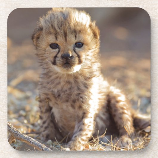 Cheetah 19 Tage alter männlicher Becher Untersetzer (Vorderseite)