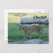 Cheetah # 1 postkarte (Vorne/Hinten)
