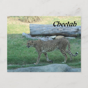 Cheetah # 1 postkarte