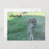 Cheetah # 2 postkarte (Vorne/Hinten)