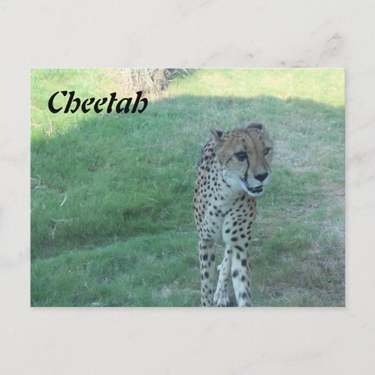 Cheetah # 2 postkarte (Vorderseite)