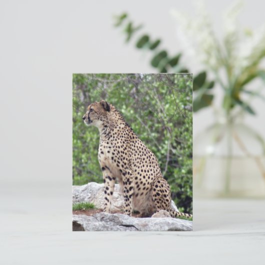 Cheetah 4x6 Postkarte (Stehend Vorderseite)