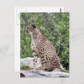 Cheetah 4x6 Postkarte (Vorne/Hinten)