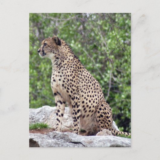 Cheetah 4x6 Postkarte (Vorderseite)