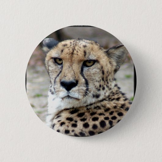 Cheetah-8934e-Bfram Button (Vorderseite)