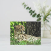 Cheetah (Acinonyx Jubatus) im Dschungel Postkarte (Stehend Vorderseite)