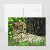 Cheetah (Acinonyx Jubatus) im Dschungel Postkarte (Vorne/Hinten)