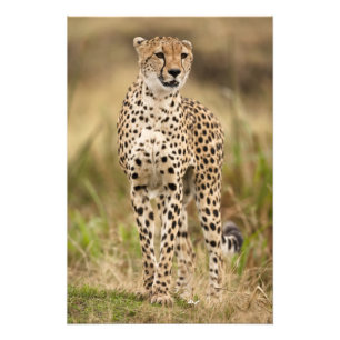 Cheetah, Acinonyx jubatus, im Masai Mara Fotodruck