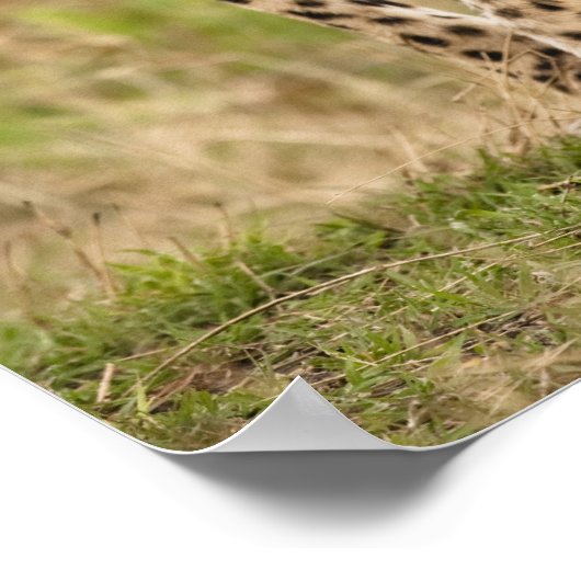 Cheetah, Acinonyx jubatus, im Masai Mara Poster (Ecke)