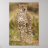 Cheetah, Acinonyx jubatus, im Masai Mara Poster (Vorne)
