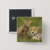 Cheetah, Acinonyx jubatus, mit Cub Button (Vorne & Hinten)