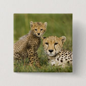 Cheetah, Acinonyx jubatus, mit Cub Button (Vorderseite)