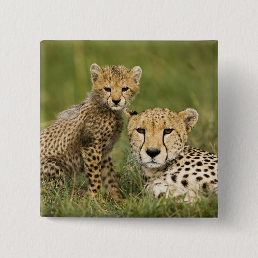 Cheetah, Acinonyx jubatus, mit Cub Button (Vorderseite)
